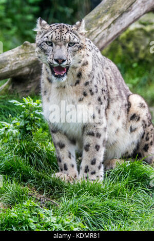 Snow Leopard / l'once (Panthera uncia Uncia uncia) / indigènes de la chaîne de montagne d'Asie centrale et du sud