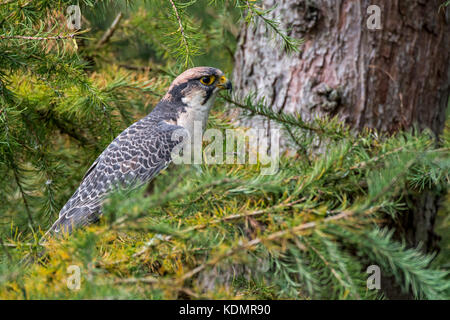 Faucon lanier (Falco biarmicus) perché dans la forêt de conifères Banque D'Images