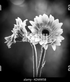 Noir et blanc de deux des gerberas avec profondeur de champ Banque D'Images