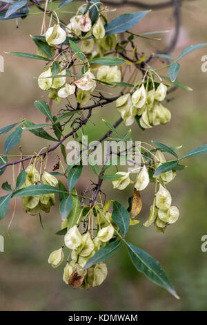 Ptelea angustifolia, graines, Wafer ash Ptelea trifoliata Banque D'Images