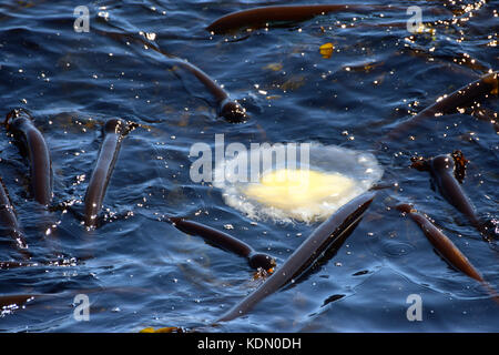 Les Méduses d'oeuf flotte sur l'eau - Victoria, BC, Canada Banque D'Images