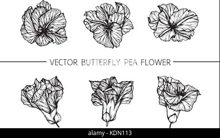 Dessin de fleurs de pois papillon illustration. Noir et blanc avec des illustrations. Illustration de Vecteur