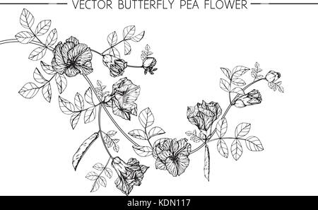 Dessin de fleurs de pois papillon illustration. Noir et blanc avec des illustrations. Illustration de Vecteur