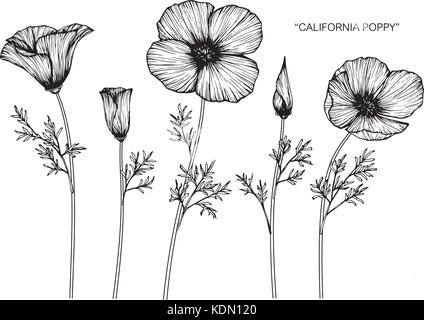 Fleur de pavot de Californie illustration dessin. Noir et blanc avec des illustrations. Illustration de Vecteur