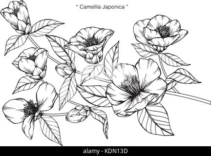 Camellia japonica illustration dessin de fleurs. Noir et blanc avec des illustrations. Illustration de Vecteur