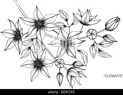 Clematis flower dimensions illustration. Noir et blanc avec des illustrations. Illustration de Vecteur