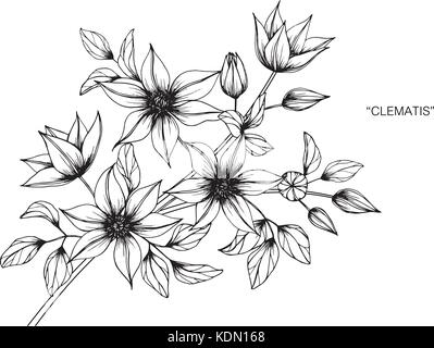 Clematis flower dimensions illustration. Noir et blanc avec des illustrations. Illustration de Vecteur