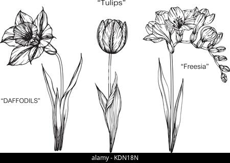 Jonquille, tulipe, fleur freesia illustration dessin. Noir et blanc avec des illustrations. Illustration de Vecteur