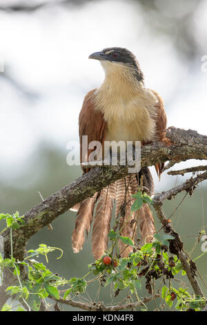 Coucal de burchell (centropus burchellii) assis dans un arbre, Kruger National Park, Mpumalanga, Afrique du Sud Banque D'Images