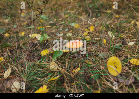 Agaric fly toxiques champignons dans l'herbe dans la forêt d'automne close-up. Banque D'Images