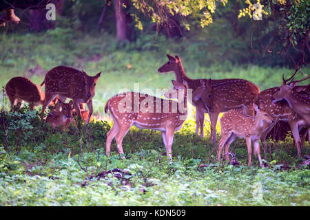 Un troupeau de cerfs tachetés de nourriture ou de l'axe Banque D'Images