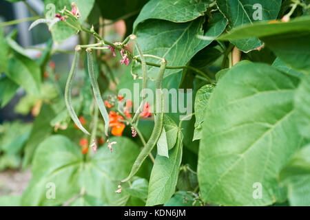 Haricot d'usines, Enorma, avec des haricots verts et des fleurs rouge grandissant des cannes de bambou dans un potager, au Royaume-Uni. Banque D'Images