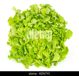 Laitue feuille de chêne verte vue avant isolated over white. Également appelé oakleaf, une variété de Lactuca sativa. vert laitue. photo. Banque D'Images