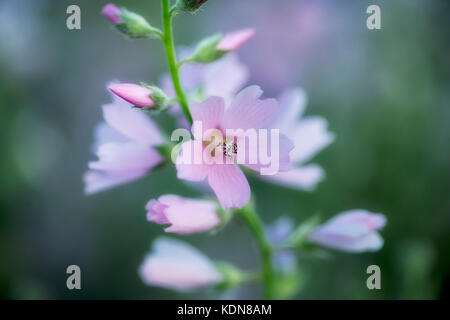 Close up of Checker Mallow (Sidalcea organa). Graham Oaks parcs-nature. Oregon Banque D'Images