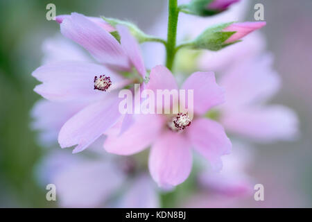 Close up of Checker Mallow (Sidalcea organa). Graham Oaks parcs-nature. Oregon Banque D'Images