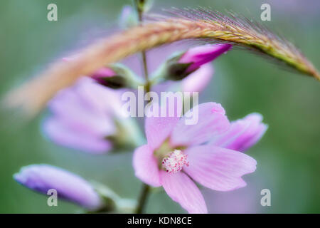 Close up of Checker Mallow (Sidalcea organa). Graham Oaks parcs-nature. Oregon Banque D'Images