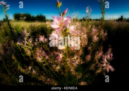 Checker Mallow (Sidalcea organa). Parcs naturels de Graham Oaks. Oregon Banque D'Images