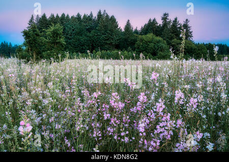 Checker mallow (sidalcea organa). Graham oaks nature parcs. Oregon Banque D'Images