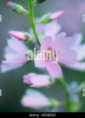 Close up of Checker Mallow (Sidalcea organa). Graham Oaks parcs-nature. Oregon Banque D'Images