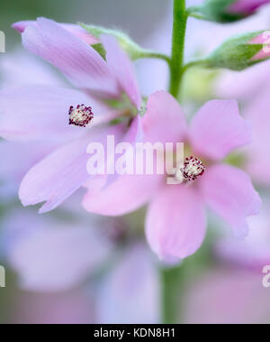 Close up of Checker Mallow (Sidalcea organa). Graham Oaks parcs-nature. Oregon Banque D'Images