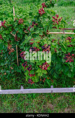 De plus en plus bush blackberry avec beaucoup de fruits. un coup au début de l'été. Banque D'Images