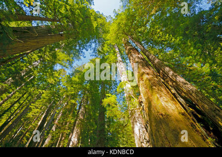 Journée ensoleillée dans le parc national de redwoods en Californie Banque D'Images