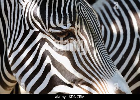 Une belle photo de l'animal dans la nature. Oeil de Zebra. Banque D'Images