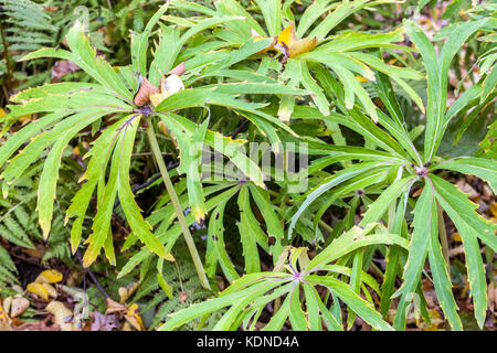 Syneilesis aconitifolia, déchiqueté plante parapluie en automne Banque D'Images