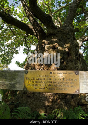 Arbre de chêne anglais ancien nommé "Vieil Homme de Calke' par Joy Thacker avec plaque de cuivre, la Forêt Nationale, Derbyshire, Angleterre, RU Banque D'Images