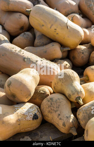 Vue rapprochée de dizaines de fraîchement cueilli, courges butternut non lavés dans le coucher du soleil en plein air empilé la lumière. Banque D'Images