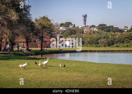 Vue sur le lac de barigui park avec les oies et tour panoramique en arrière-plan - Curitiba, Parana, Brésil Banque D'Images