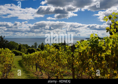 Raisins de la vigne à County Cider Company and Estate Winery surplombant l'Bay, le lac Ontario dans le comté de Prince Edward Banque D'Images