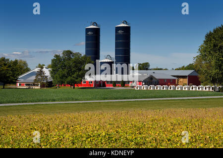 Champs de blé vert et de soja jaune dans une ferme laitière avec silos à grains, étables de bétail rouge et hutches de mise au point dans le comté de Prince Edward en Ontario Banque D'Images