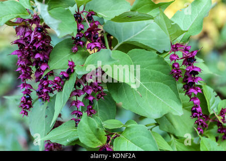 Leycesteria formosa ' Purple Rain ', Himalaya Honeysuckle Elishas Tears Pheasant Berry Banque D'Images