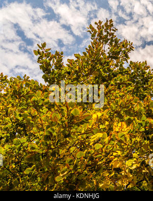 Saison d'automne, le feuillage des arbres, les feuilles et les nuages colorés. arbre brun et jaune à l'automne, les nuages, ciel bleu. Banque D'Images