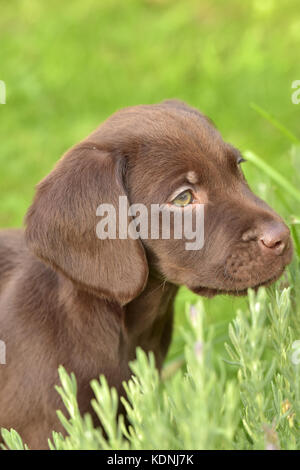 Un très mignon et câlin ou labradinger springador puppy dog, un croisement entre un Épagneul Springer et un labrador. Banque D'Images