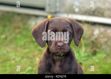 Un très mignon et câlin ou labradinger springador puppy dog, un croisement entre un Épagneul Springer et un labrador. Banque D'Images