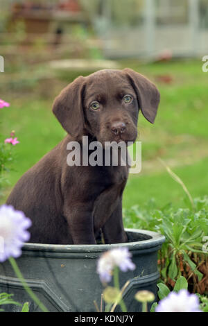 Un labradinger springador ou petit chien assis dans une plante en pot à drôle. très mignon chiot ou chien. Banque D'Images