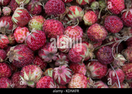 Wild meadow fond strowberry Banque D'Images