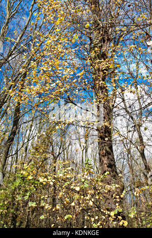 Beau paysage de forêt d'automne Banque D'Images