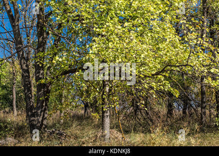 Beau paysage de forêt d'automne Banque D'Images