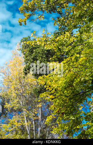 Automne Automne forêt avec peupliers d'or jaune Banque D'Images