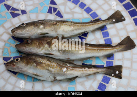 3 codfishes Banque D'Images