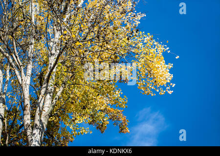Automne feuilles d'aspen dans l'ensoleillée jour venteux sur le fond de ciel bleu Banque D'Images