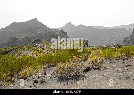 La végétation typique d'agaves et de cactus du désert, dans les montagnes de Tenerife, Canaries, Espagne Banque D'Images