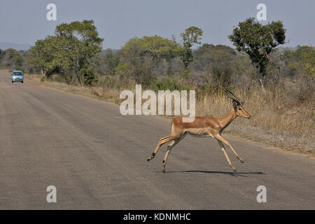 Impala mâle courir sur une route dans le Parc National Kruger, Afrique du Sud Banque D'Images