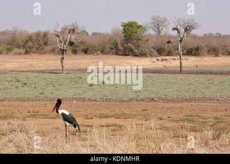 Bec de selle Stork dans un point d'eau asséché près de Tshokwane dans le Parc National Kruger, Afrique du Sud Banque D'Images