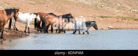 Jeune étalon bleu de Roan barbotant dans le trou d'eau avec un troupeau de chevaux sauvages dans la chaîne de chevaux sauvages de Pryor Mountains, au Montana, aux États-Unis Banque D'Images