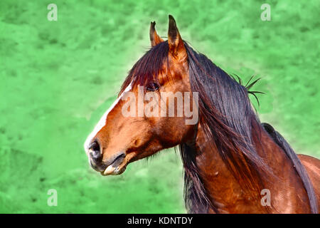 cheval animaux Banque D'Images