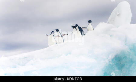 Cinq manchots adélies à enjoué sur un iceberg en Antarctique. Banque D'Images